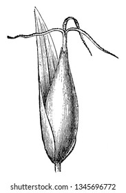 This is image of Shining Flats edge its look like bud and it is a common species of sedge, vintage line drawing or engraving illustration.