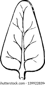 Esta imagen muestra hojas de ovato y obtusa. Esta hoja es una hoja simple que tiene una punta redondeada o gruesa y el extremo amplio es hacia abajo y forma de un dibujo de huevo, línea vintage o ilustración de grabado.