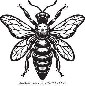 This image showcases a meticulously detailed drawing of a honeybee in black and white. The bee is depicted from a top-down perspective, highlighting its wings and body segments.