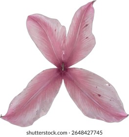 This image showcases a meticulously detailed illustration of a pale pink flower with four elongated petals forming an letter "x" shape, against a stark white background.