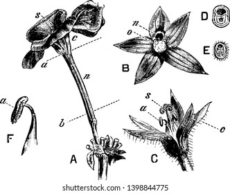 Esta imagen muestra una parte interior de la flor. Muestra un pétalo, tallos, filamento, oval y otro. Se trata de un proceso de crecimiento de flor, dibujo de líneas vintage o ilustración de grabado.