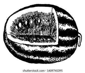 Esta imagen muestra el interior de una sandía. Las semillas están dentro de la fruta. Se trata de fruta dulce, dibujo de línea vintage o ilustración de grabado.