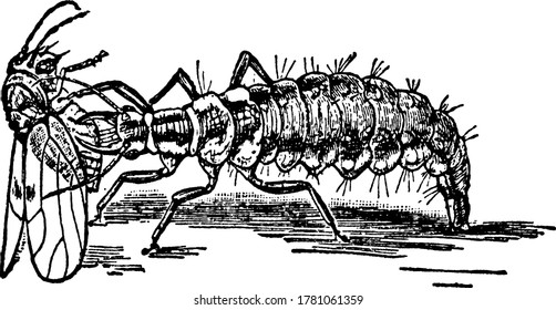 Dieses Bild zeigt Larven der Flügelfliege, die auf einer Birnensahle ernährt, die Vintage-Linie-Zeichnung oder Graviergrafik.