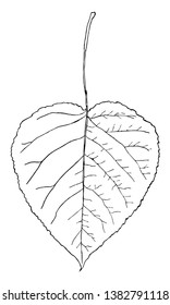 This image is showing the leaf of Aspen Poplar. The leaves of this three are oval or heart-shaped in outline, vintage line drawing or engraving illustration.
