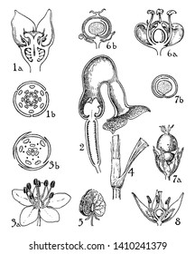 This image showing an orders and inner part of flowers. This picture showing a growth process of flower, vintage line drawing or engraving illustration.