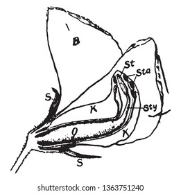 This image is showing a pea blossom. This image shows an inner part of pea flower. This image shows pistil, wing, and pedicel. It is starting to grow, vintage line drawing or engraving illustration.