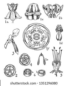 In this image showing petal, stigma, anther, and ovary this is inner part of flower. In this image showing a flower parts, vintage line drawing or engraving illustration.