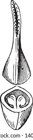 This image is showing a pistil. It is a flower part. It is female reproductive part of a flower. This part center part of flower, vintage line drawing or engraving illustration