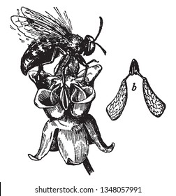 This image showing the pollen of milkweed flowers. These pollens are usually found in pairs, vintage line drawing or engraving illustration.