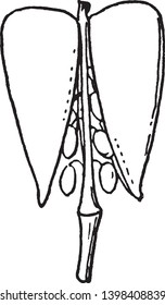 This image is showing a Silicule. This is a type of pods. The seed are inside of the fruit. It is attach to stems, vintage line drawing or engraving illustration.
