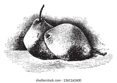 Esta imagem mostra dois pares do tipo Keiffer, desenho de linha vintage ou ilustração de gravação.