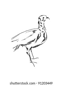 This image shows the different types of birds isolated on a white background