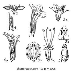 This image shows an inner part of flower. This picture showing a part of flower, vintage line drawing or engraving illustration.