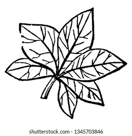 Esta imagen muestra la hoja trenzada. Esta hoja está doblada como un ventilador, dibujo vintage o ilustración de grabado.