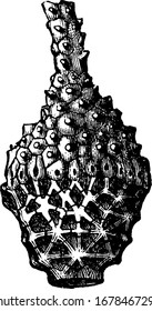 this image shows the spines on the radiate on upper side and having hole from downward, vintage line drawing or engraving 