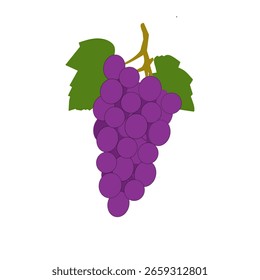 Dieses Bild zeigt eine stilisierte Illustration eines Bündels violetter Trauben mit grünem Stängel und zwei grünen Blättern, die zentral auf einfarbigem weißem Hintergrund platziert sind.