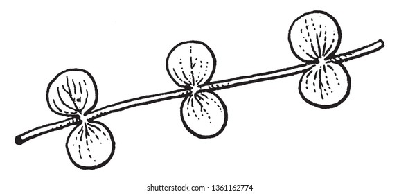 This image shows that it is very beautiful plant with small leaves. Stem not stem tiny, vintage line drawing or engraving illustration.