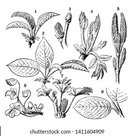 This image shows the types of vernation. In this image from left to right: 1, 2- cherry; 3, 4- European walnut; 5, 6- snowball; 7- lady's mantle; 8- oxalis, vintage line drawing or engraving