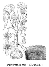 This image shows the various parts of the tree (Pangium Edule) including male flower, a cross section of an ovary, perpendicular section of a seed and an ovary with its sterile stamens, vintage