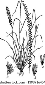 This is an image of Side Oats grass The Leaves of this grass are very long and the stalk is small, vintage line drawing or engraving illustration.