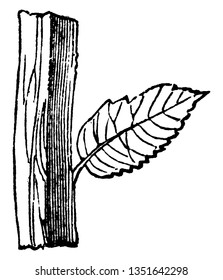 This is an image of square shape stem and the leaf attached with the stem, vintage line drawing or engraving illustration.