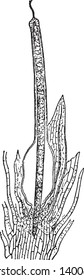 Esta es una imagen de las etapas del desarrollo del esporogonio encerrado en el calyptra de Funaria hygrometrica que crece sobre la sombra húmeda, el suelo húmedo, el dibujo vintage o la ilustración grabadora.