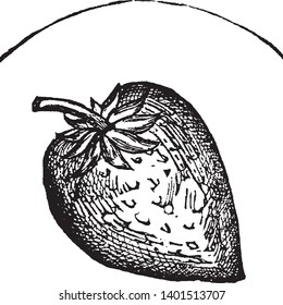 Esta es una imagen de fresa. Es una imagen de fresa de cultivo completo. Es una fruta amplia y pequeña. Las hojas son muy pequeñas que se unen a la parte superior de la fruta, dibujo vintage o ilustración de grabado