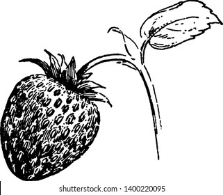 This is image of strawberry plant. The fruit attached to branch. The branch is very thin and little bit long. Leaves are small. It is a type of fruit, vintage line drawing or engraving illustration.