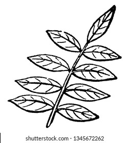 In this image there is a pinnate. Its having leaflets arranged on either side of the stem, typically in pairs opposite each other, vintage line drawing or engraving illustration.