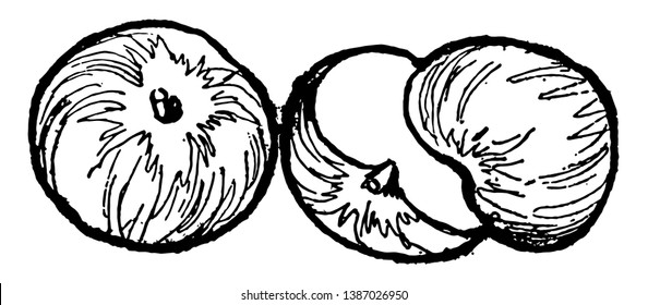 In this image there are two apples. One is whole and the other is split in half, vintage line drawing or engraving illustration.