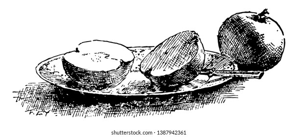 In this image there are two apples. One is cut in half on the plate, beside the knife. The other is still whole, vintage line drawing or engraving illustration.