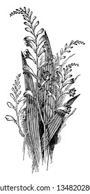 This is an image is of Tritonia Pottsii plant. They are species of flowering plants belonging to the Iris, vintage line drawing or engraving illustration.