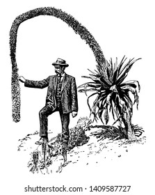 Dies ist ein Bild des Stamms einer Agiven Attenuata, der 50 bis 150 cm lang ist. Es handelt sich um einen stur kurvigen, glatten Graustamm, Vintage-Linienzeichnung oder Graviergrafik.
