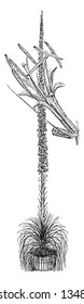 This is an image of Twin-Flowered Agave showing the flower and the whole plant with spine-free leaves, vintage line drawing or engraving illustration.