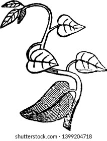 This is an image of Twining Stem and it is also called as vine, vintage line drawing or engraving illustration.