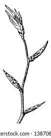 In this image are the unfolding leaves of the Beech branch, vintage line drawing or engraving illustration.