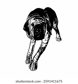 This image are vector illustrations of Brazilian dog breeds in poses and expressions. The black-and-white style with sharp details uniquely captures the physical characteristics and natural 