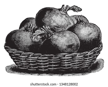 In this image we see many beet roots kept in the basket, vintage line drawing or engraving illustration.
