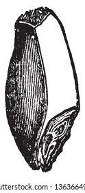 This is image of wheat grain. In this picture, you see the inner part of the wheat crop, vintage line drawing or engraving illustration.