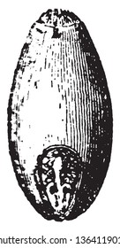 This is an image of Wheat Grain. The size of this seed is oval, vintage line drawing or engraving illustration.