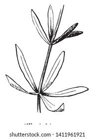 This is an image of whorled leaf. This leaf is also known as verticil, a whorl is an arrangement of sepals, petals, leaves or branches that radiate from a single point and wrap around the stem