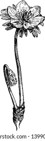 Esta es una imagen de la flor Aconita de Invierno. Aparecer a finales del invierno y principios de primavera, dibujo de líneas antiguas o ilustración de grabado.