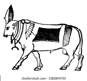 In this image worshipped a bull with divine honours by the ancient Egyptians. They are great divinity of Egypt, vintage line drawing or engraving illustration.
