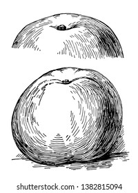 In this image is a Yellow Newtown apple, vintage line drawing or engraving illustration.