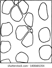 This is an image of Yellow poplar stem tissue. They need very little water to prepare, vintage line drawing or engraving illustration.