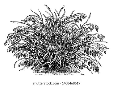 This is images of Bromus Brizaeformis. The grass grows about two feet high & there flowers blooms every two years, vintage line drawing or engraving illustration.