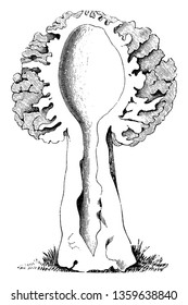 this images showing a inner part of mushroom. The inner pert is hollow. Stems is long and hollow, vintage line drawing or engraving illustration.