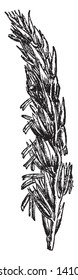 This is an Indian corn. It is type of crop. The corn grows upside of stems. Leave are very dense, vintage line drawing or engraving illustration.