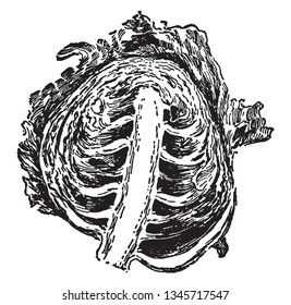 This is a intersection image of Cabbage Head and the thickened rachis and leaf stalks also seen there, vintage line drawing or engraving illustration.