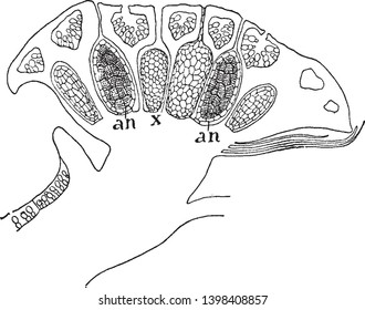 This is a intersection of a young antheridial branch and it is reproductive organ of a flowering plant, vintage line drawing or engraving illustration.